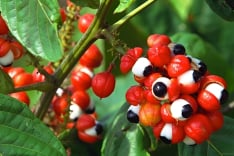 Guarana Seed Extract